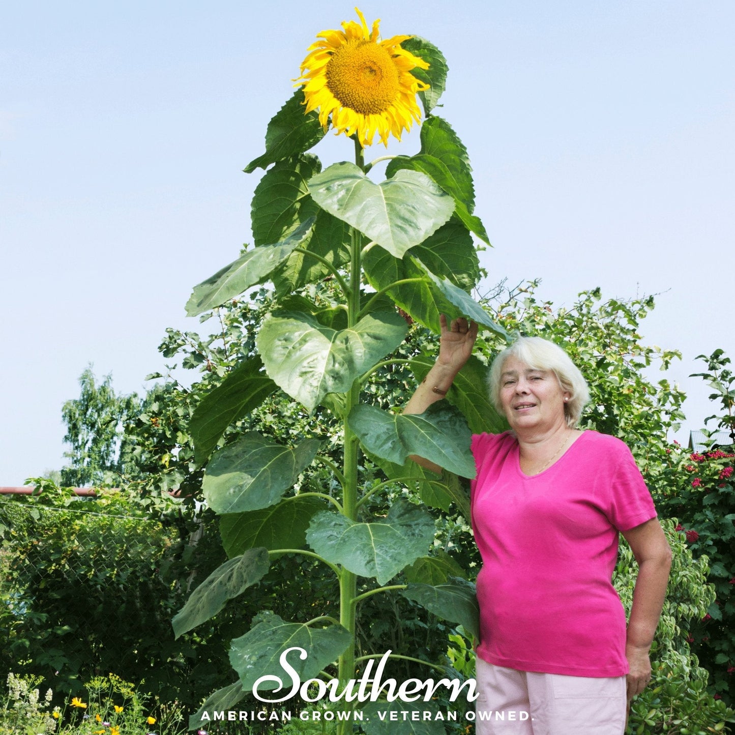 Skyscraper Sunflower – 25 Seeds