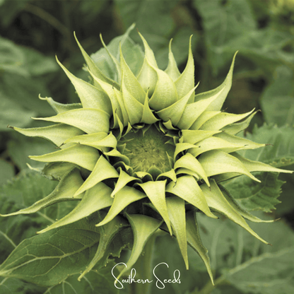 SunFill Green Sunflower – 25 Seeds
