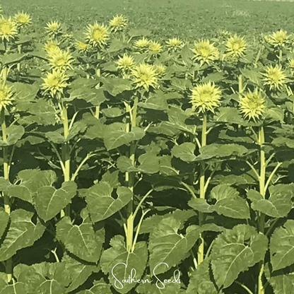 SunFill Green Sunflower – 25 Seeds