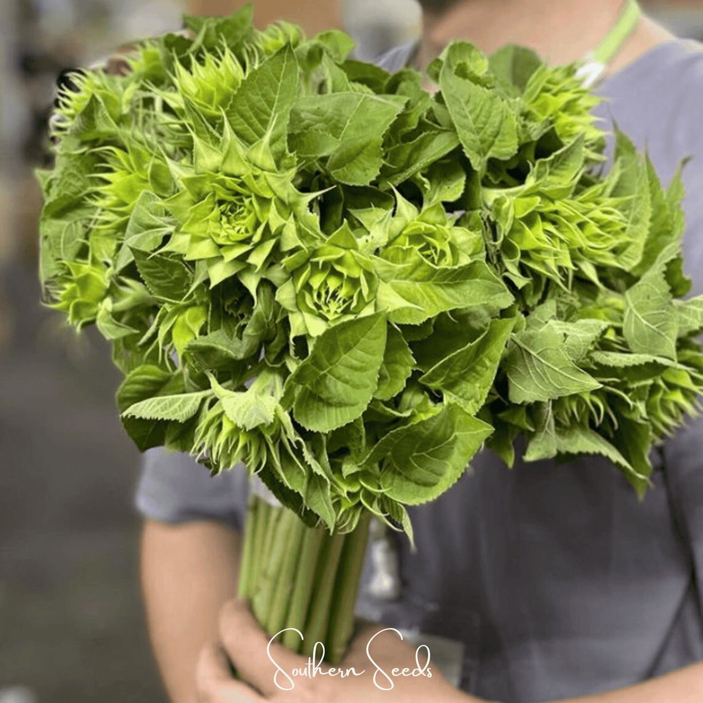 SunFill Green Sunflower – 25 Seeds