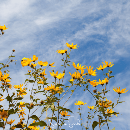 Wild Annual Sunflower – 50 Seeds