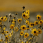 Wild Annual Sunflower – 50 Seeds