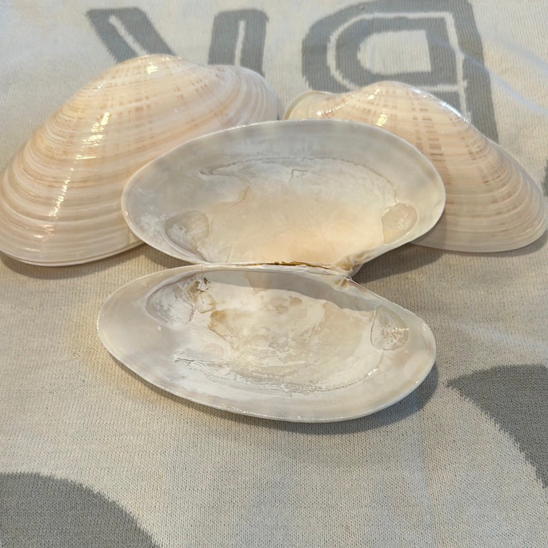 Sunray Venus Clam Pairs – 5-7" Crafting Shells (Macrocallista nimbosa)