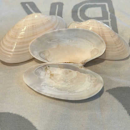 Sunray Venus Clam Pairs – 5-7" Crafting Shells (Macrocallista nimbosa)