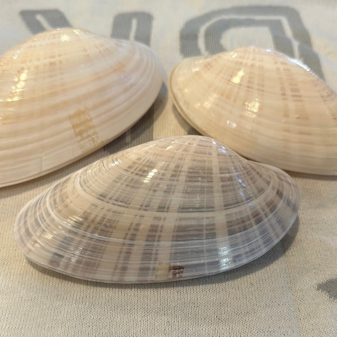 Sunray Venus Clam Pairs – 5-7" Crafting Shells (Macrocallista nimbosa)