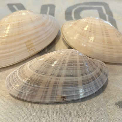Sunray Venus Clam Pairs – 5-7" Crafting Shells (Macrocallista nimbosa)