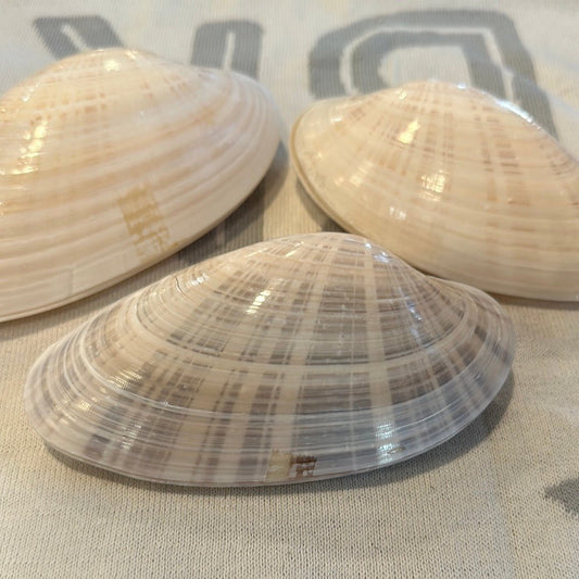Sunray Venus Clam Pairs – 5-7" Crafting Shells (Macrocallista nimbosa)