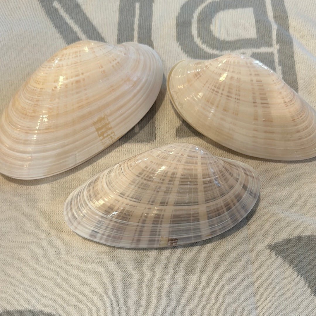 Sunray Venus Clam Pairs – 5-7" Crafting Shells (Macrocallista nimbosa)