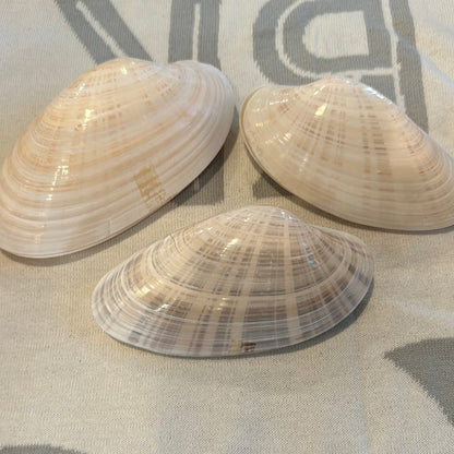 Sunray Venus Clam Pairs – 5-7" Crafting Shells (Macrocallista nimbosa)