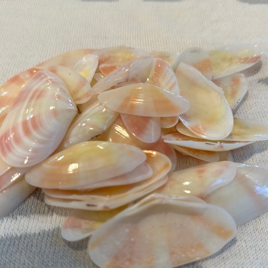 Sunrise Tellin Seashells