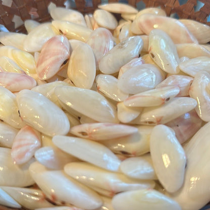 Sunrise Tellin Seashells