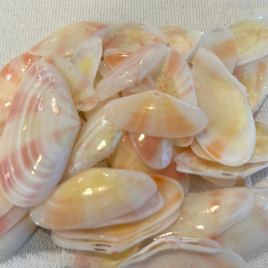 Sunrise Tellin Seashells