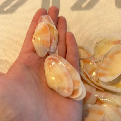 Sunrise Tellin Seashells