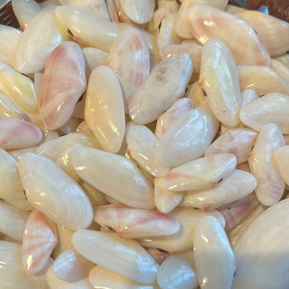 Sunrise Tellin Seashells