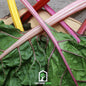 Rainbow Swiss Chard – 150 Seeds