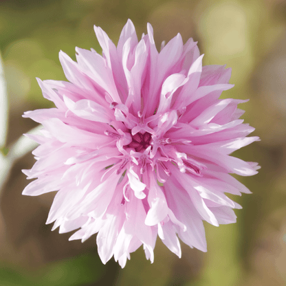 Tall Pink Cornflower - 100 Seeds