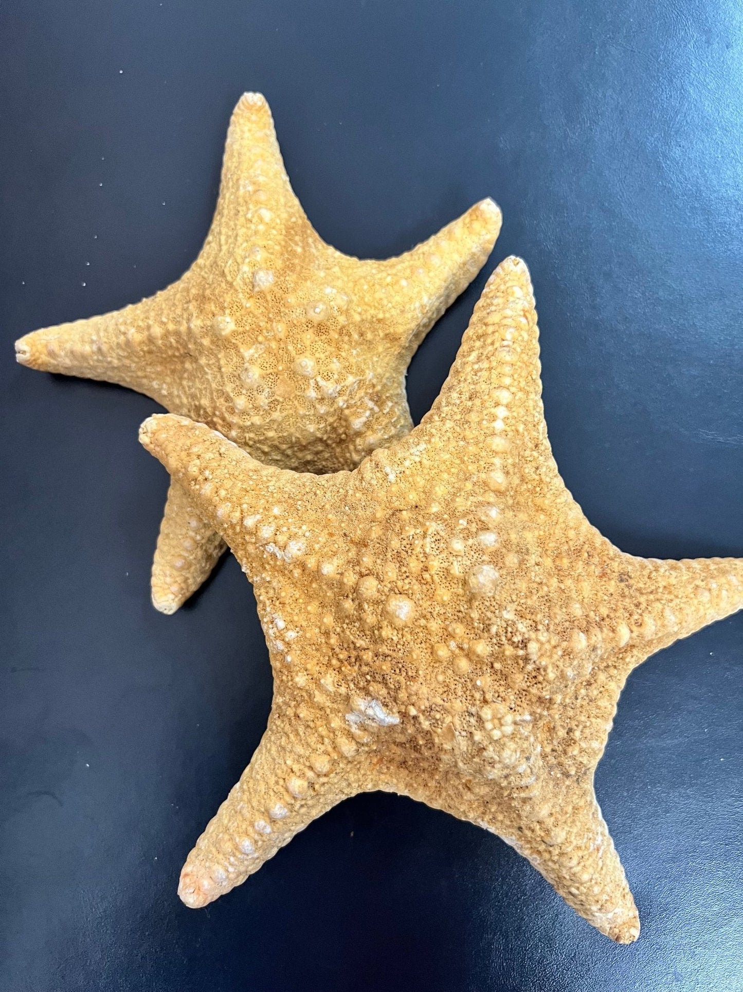 Tan/Orange Spiny Starfish