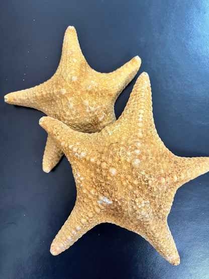 Tan/Orange Spiny Starfish