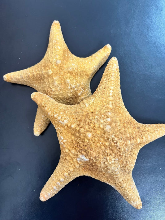 Tan/Orange Spiny Starfish