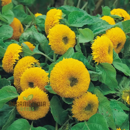 Teddy Bear Sunflower Seeds - Fluffy, Golden Blooms for Delightful Garden Displays