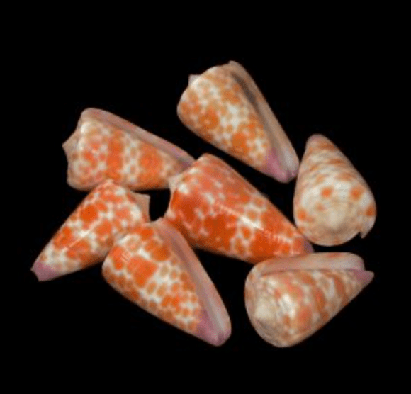 Tesselate Cone - Conus tessulatus