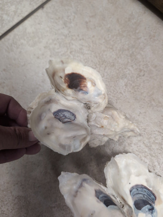 Texas Gulf Coast Oyster Shells Clusters