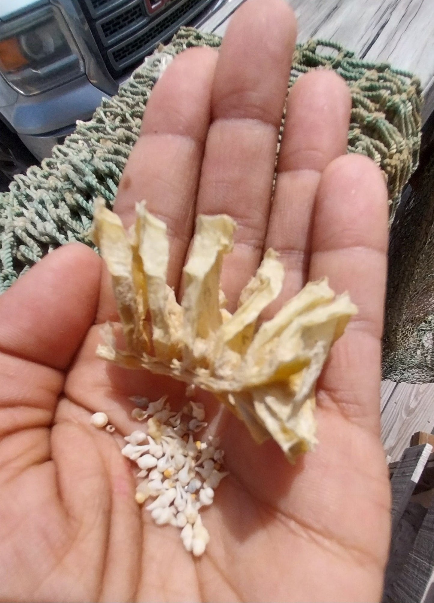 Texas State Lightning Whelk Seashell Gift Pack- Vintage Postcard, Egg Casing, Baby Shells