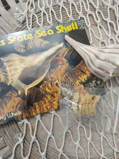 Texas State Lightning Whelk Seashell Gift Pack- Vintage Postcard, Egg Casing, Baby Shells