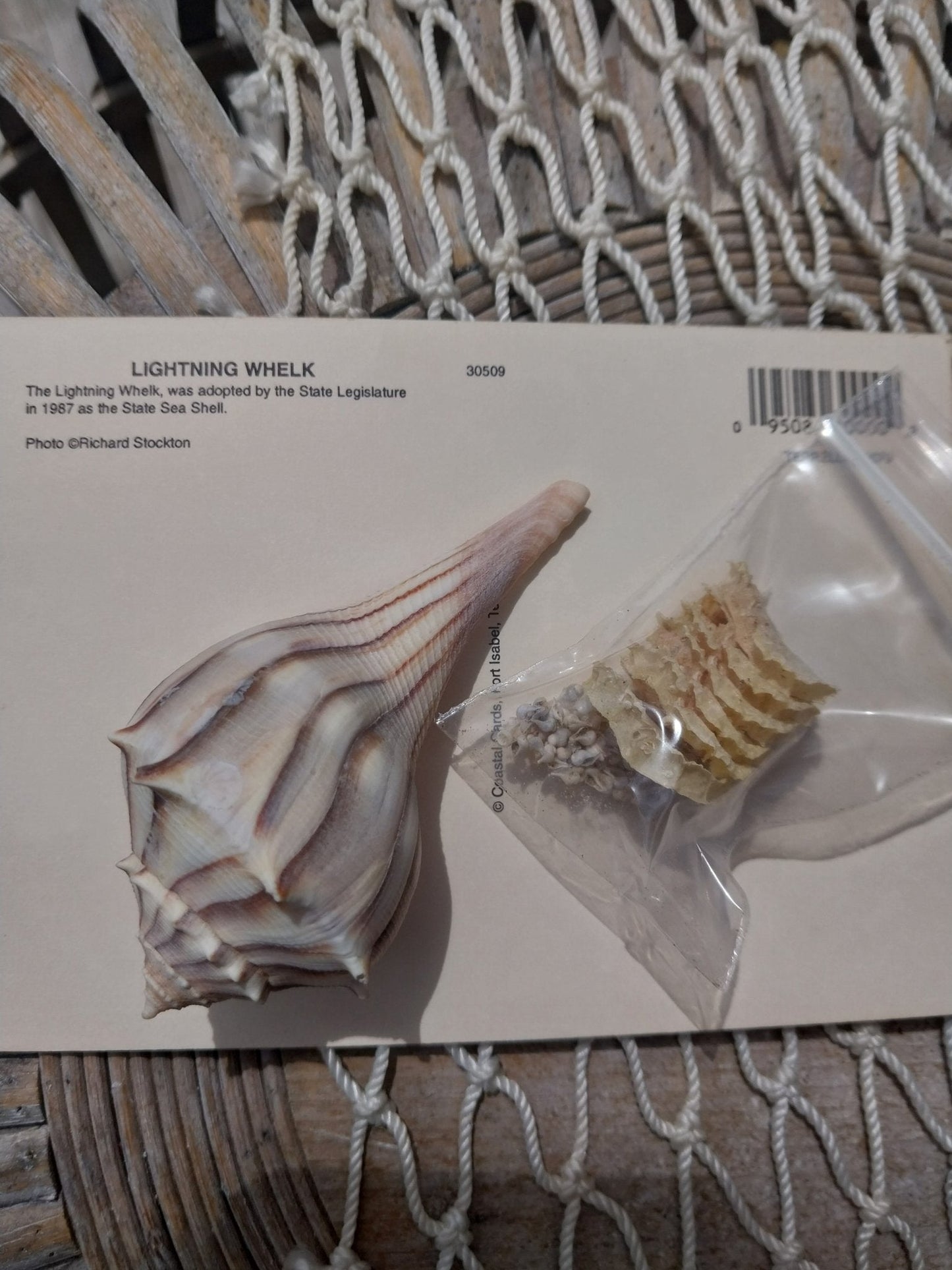 Texas State Lightning Whelk Seashell Gift Pack- Vintage Postcard, Egg Casing, Baby Shells