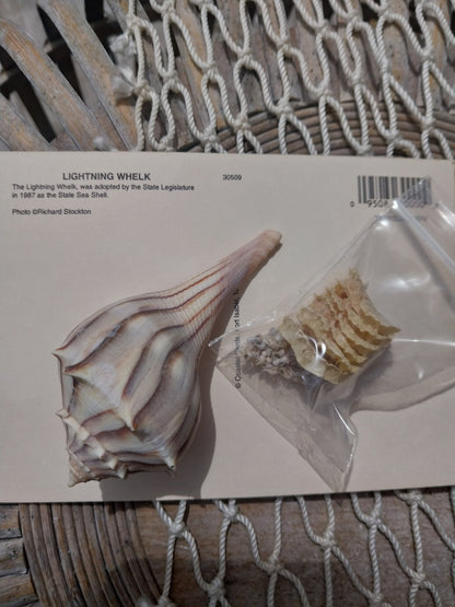 Texas State Lightning Whelk Seashell Gift Pack- Vintage Postcard, Egg Casing, Baby Shells
