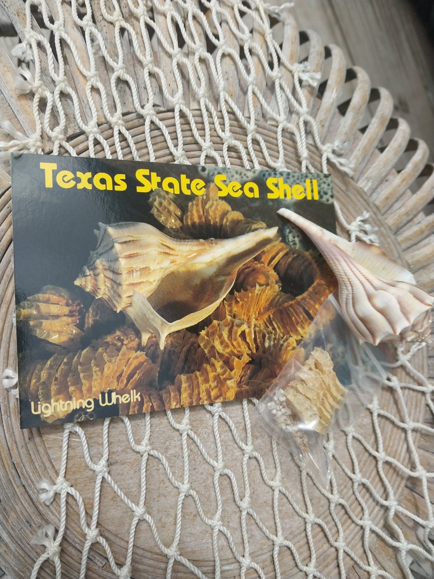 Texas State Lightning Whelk Seashell Gift Pack- Vintage Postcard, Egg Casing, Baby Shells