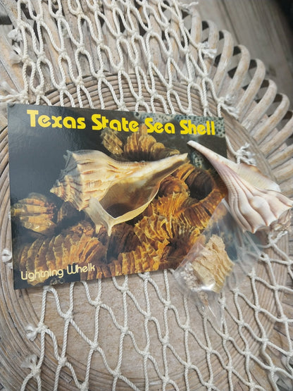 Texas State Lightning Whelk Seashell Gift Pack- Vintage Postcard, Egg Casing, Baby Shells
