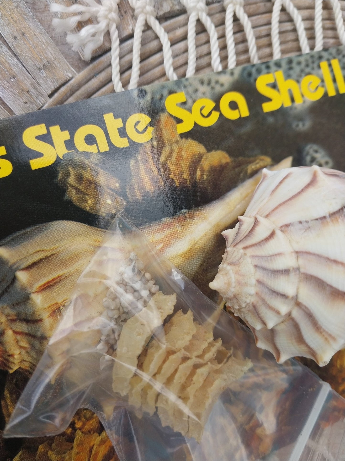Texas State Lightning Whelk Seashell Gift Pack- Vintage Postcard, Egg Casing, Baby Shells