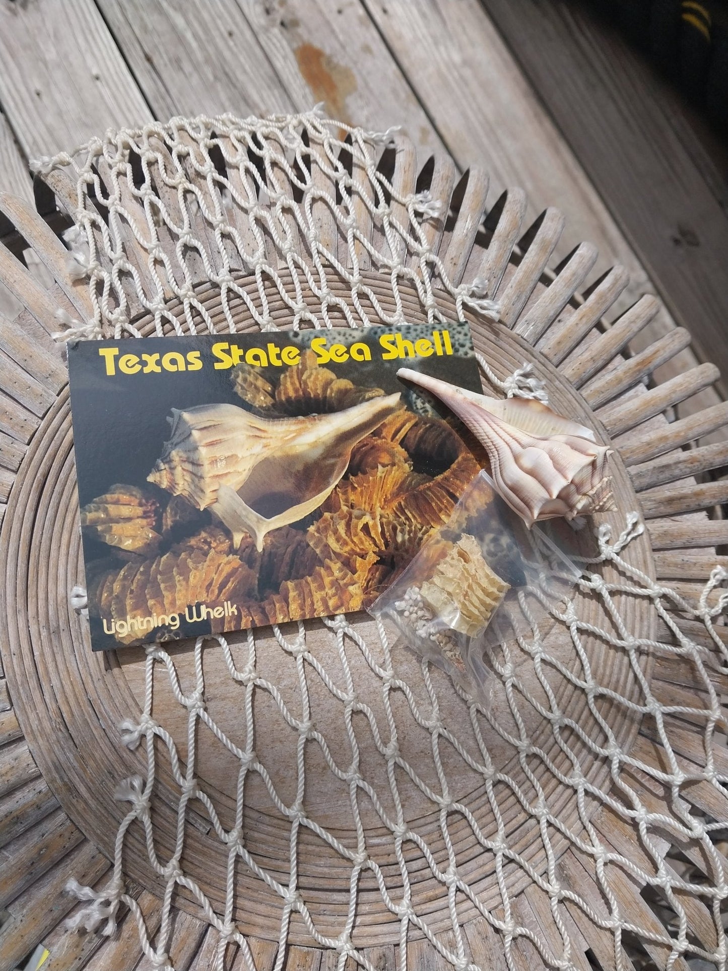 Texas State Lightning Whelk Seashell Gift Pack- Vintage Postcard, Egg Casing, Baby Shells