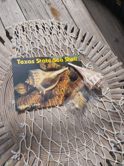 Texas State Lightning Whelk Seashell Gift Pack- Vintage Postcard, Egg Casing, Baby Shells
