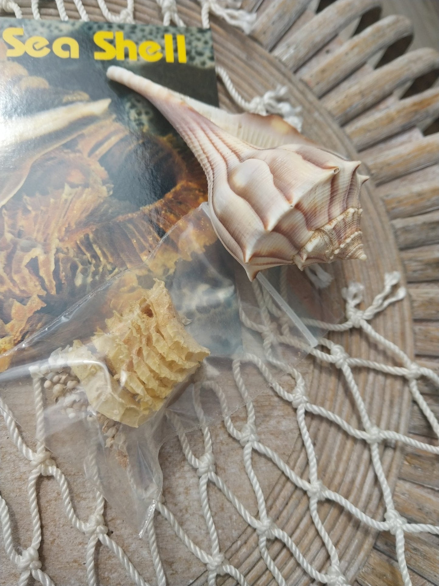 Texas State Lightning Whelk Seashell Gift Pack- Vintage Postcard, Egg Casing, Baby Shells