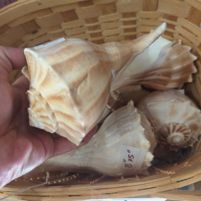 Texas State shell lightning whelk 7-9"