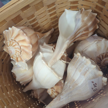 Texas State shell lightning whelk 7-9"