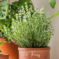 German Winter Thyme – 200 Seeds