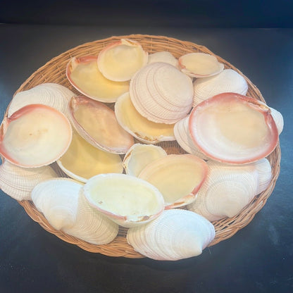 Tiger Codakia Clam Halves Shells Bulk Bags Tigrina