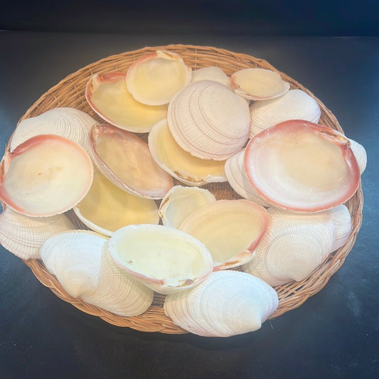 Tiger Codakia Clam Halves Shells Bulk Bags Tigrina