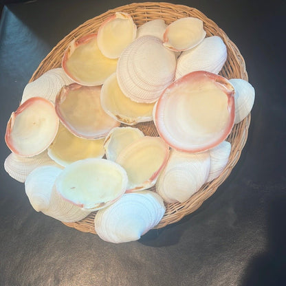 Tiger Codakia Clam Halves Shells Bulk Bags Tigrina