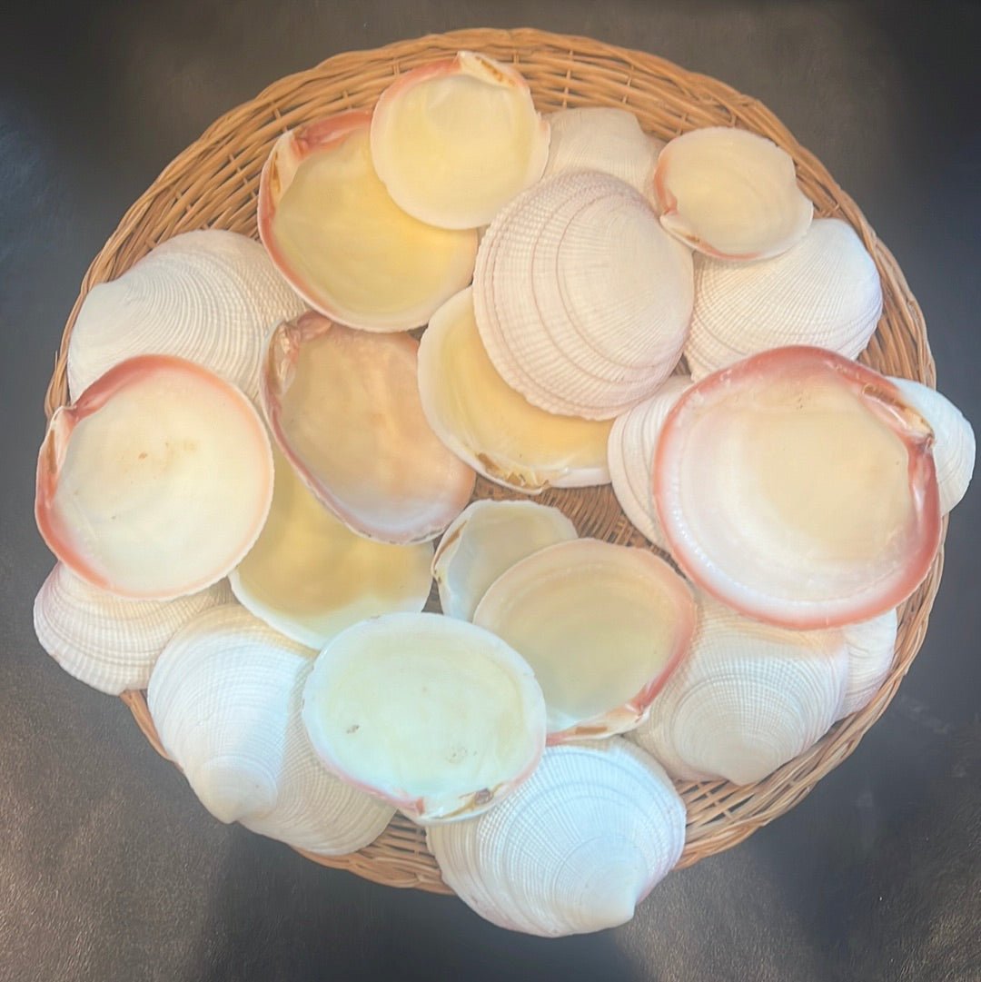 Tiger Codakia Clam Halves Shells Bulk Bags Tigrina