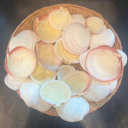 Tiger Codakia Clam Halves Shells Bulk Bags Tigrina