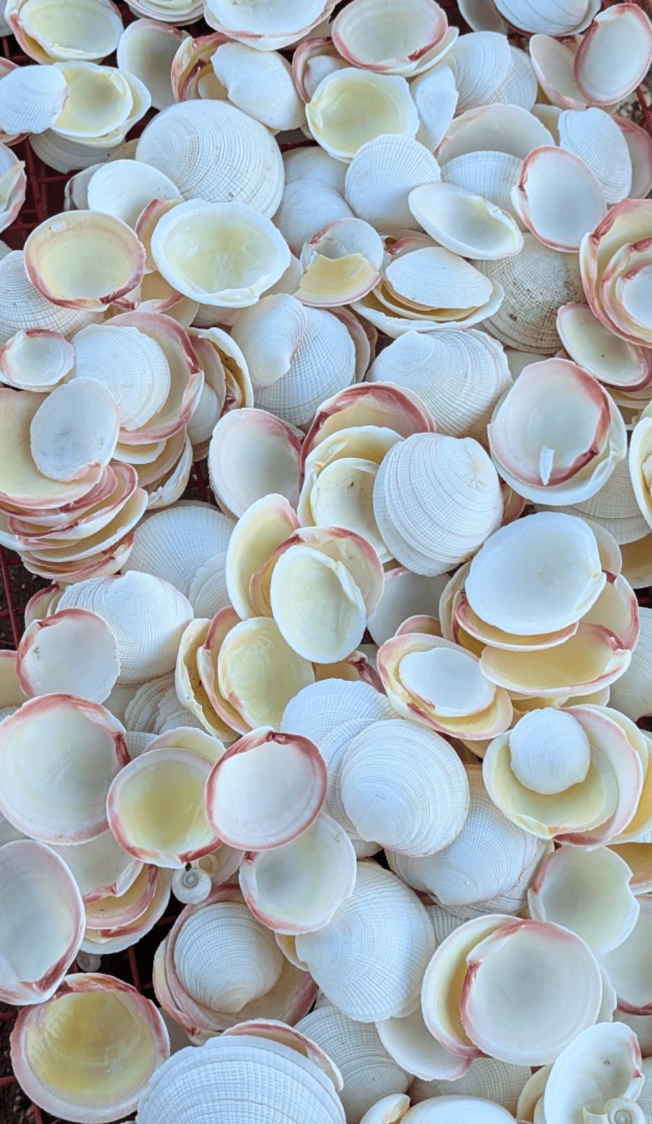 Tiger Codakia Clam Halves Shells Bulk Bags Tigrina