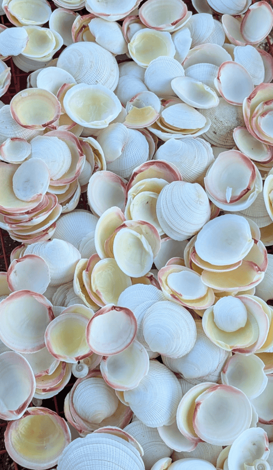 Tiger Codakia Clam Halves Shells Bulk Bags Tigrina