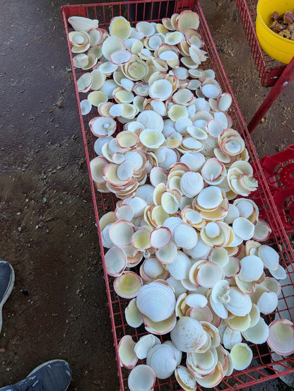 Tiger Codakia Clam Halves Shells Bulk Bags Tigrina