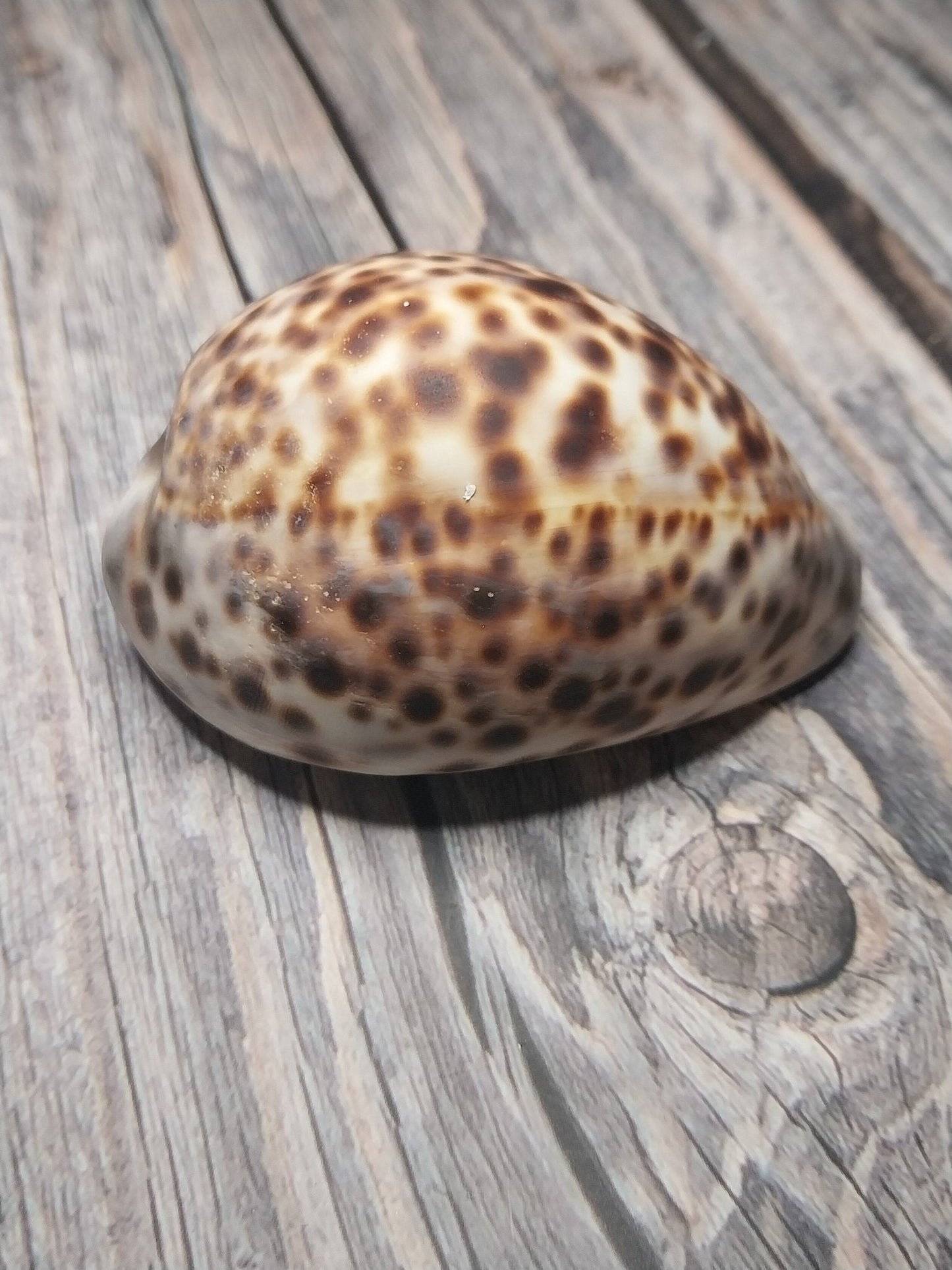 Tiger Cowrie Cypraea Tigris Shells GRADE B