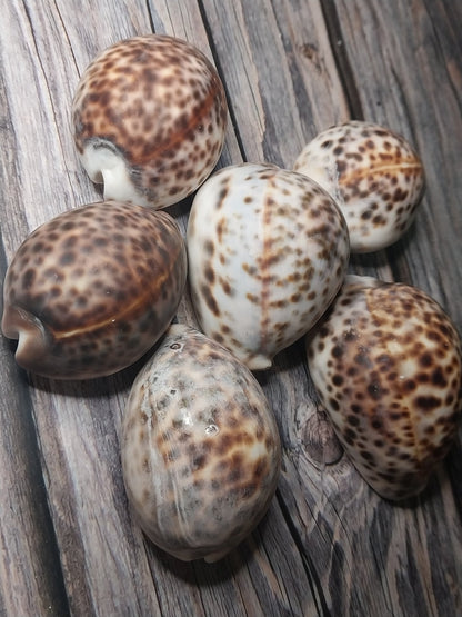 Tiger Cowrie Cypraea Tigris Shells GRADE B