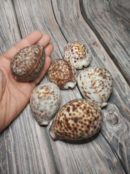 Tiger Cowrie Cypraea Tigris Shells GRADE B